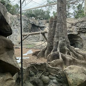 Western Lowland Gorilla Exhibit (indoors)