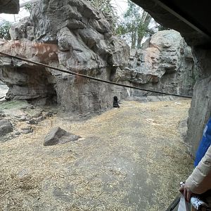 Western Lowland Gorilla Exhibit (indoors)
