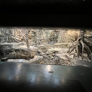 Ring-Tailed Lemur Exhibit