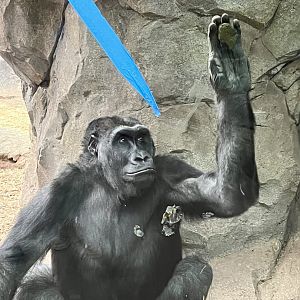 Western Lowland Gorilla