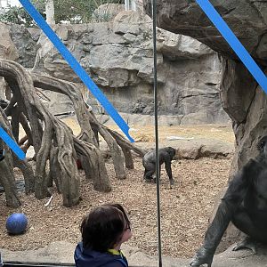 Western Lowland Gorilla Exhibit (indoors)