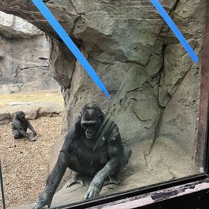 Western Lowland Gorillas