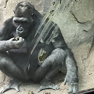 Western Lowland Gorilla