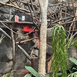 Cotton-Top Tamarin Exhibit