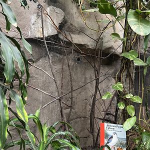 African Pygmy Falcon Exhibit
