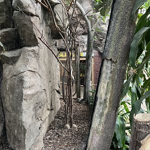 African Pygmy Falcon Exhibit