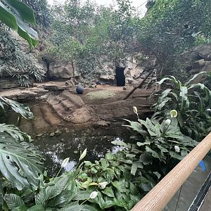 Pygmy Hippopotamus Exhibit 2