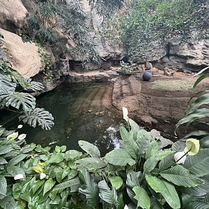 Pygmy Hippopotamus Exhibit 2