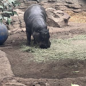 Pygmy Hippopotamus
