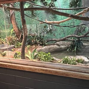 Green Anaconda Exhibit