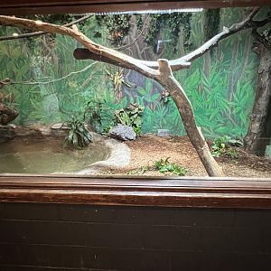 Green Anaconda Exhibit