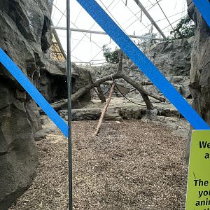 Western Lowland Gorilla Exhibit (indoors)