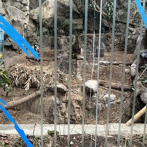 Saddle-Billed Stork Exhibit