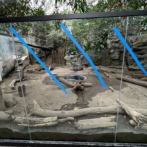 Giant Anteater Exhibit