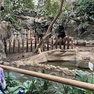 Baird’s Tapir Exhibit (indoors)