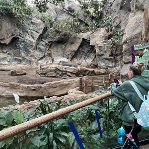 Baird’s Tapir Exhibit (indoors)