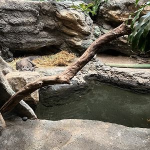 West African Dwarf Crocodile Exhibit