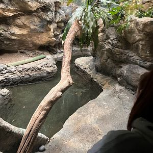 West African Dwarf Crocodile Exhibit