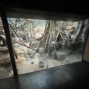 DeBrazza’s Monkey Exhibit