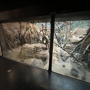 DeBrazza’s Monkey Exhibit