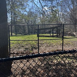 Baird’s Tapir Exhibit (outdoors)