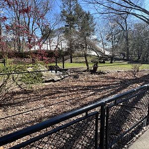 Baird’s Tapir Exhibit (outdoors)