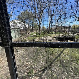African Wild Dog Exhibit