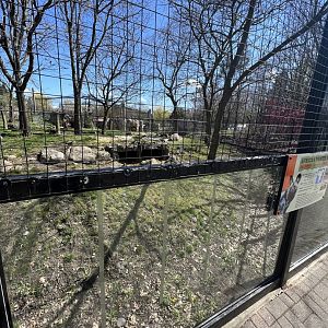 African Wild Dog Exhibit