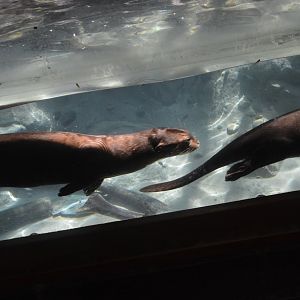 Water is Life - Giant Otters (Pteronura brasiliensis)