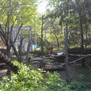 Water is Life - Red Panda (Ailurus fulgens)
