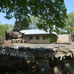 African Plains - Common Hippopotamus (Hippopotamus amphibius) Exhibit