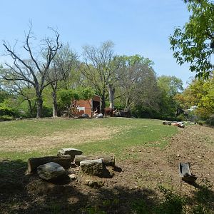 African Plains - Red River Hog (Potamochoerus porcus) and Ankole-Watusi Cattle (Bos taurus) Exhibit
