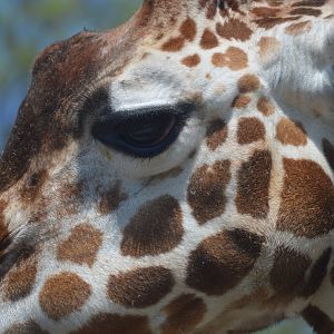 African Plains - Closeup of Giraffe (Giraffa camelopardalis)