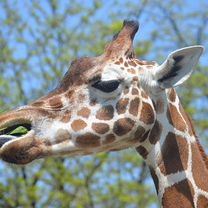 African Plains - Giraffe (Giraffa camelopardalis)