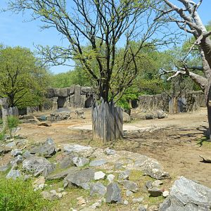 African Plains - Plains Zebra (Equus quagga) and Southern White Rhinoceros (Ceratotherium simum simum) Exhibit