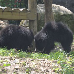 Bear Country - Sri Lankan Sloth Bears (Melursus ursinus inornatus)