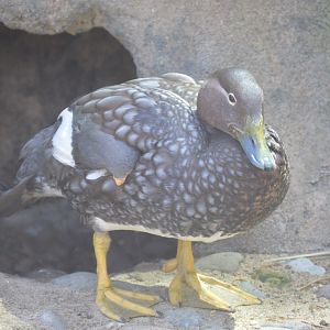 Penguin Point - Flying Steamer Duck (Tachyeres patachonicus)