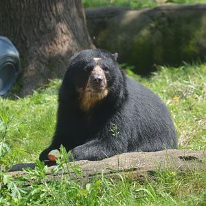 Bear Country - Spectacled Bear (Tremarctos ornatus)