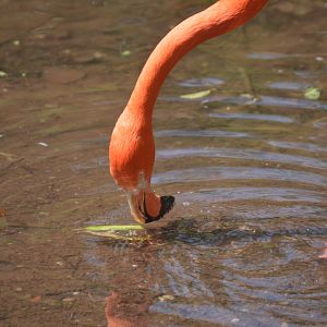 Bird Valley - American/Caribbean Flamingo (Phoenicopterus ruber)