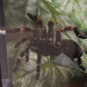 Spiders Alive! - Mexican Redknee Tarantula (Brachypelma smithi)