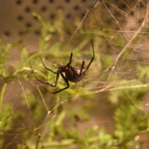 Spiders Alive! - Southern Black Widow (Latrodectus mactans)