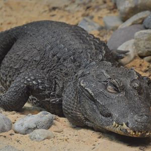 Reptile and Amphibian House - Dwarf Crocodile (Osteolaemus tetraspis)