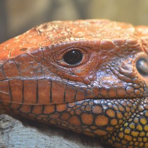 Reptile and Amphibian House - Northern Caiman Lizard (Dracaena guianensis)