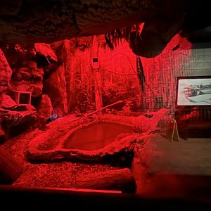 Eastern Screech Owl Exhibit