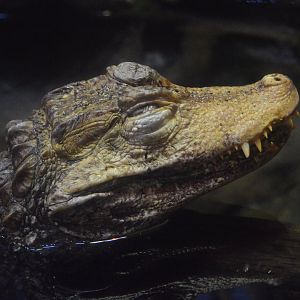 Reptile and Amphibian House - Cuvier's Dwarf Caiman (Paleosuchus palpebrosus)