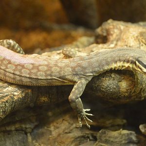 Reptile and Amphibian House - Kimberley Rock Monitor (Varanus glauerti)