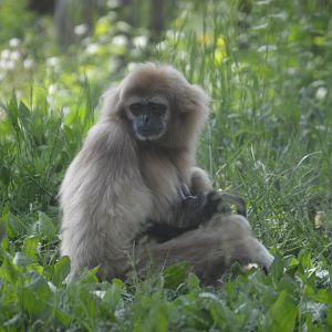 PECO Primate Reserve - White-handed Gibbon (Hylobates lar) - Mother Phoenice and Infant Eros