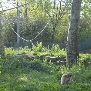 PECO Primate Reserve - White-handed Gibbon (Hylobates lar) and Coquerel's Sifaka (Propithecus coquereli)