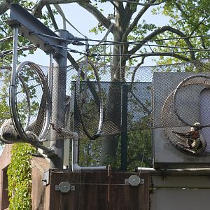 PECO Primate Reserve - Coquerel's Sifakas (Propithecus coquereli)
