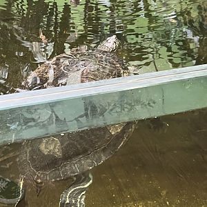 Eastern Cooter